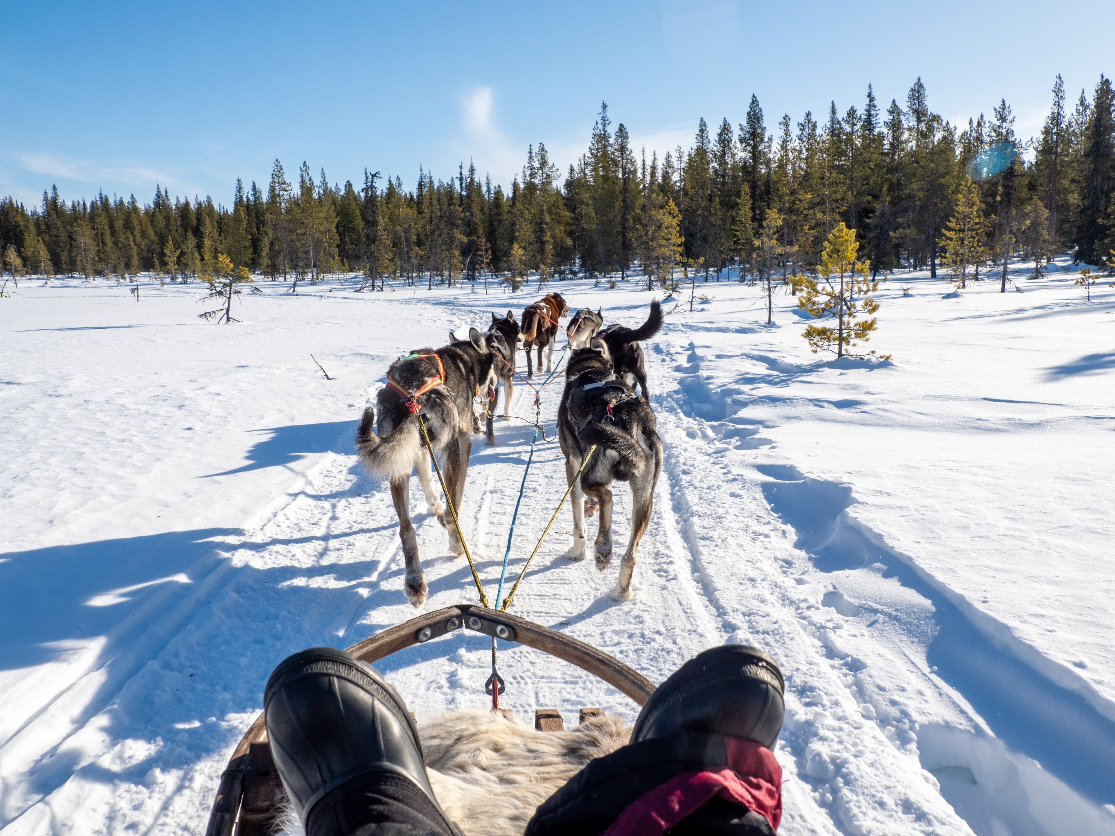 Safari en trineo de huskies por la Laponia Sueca