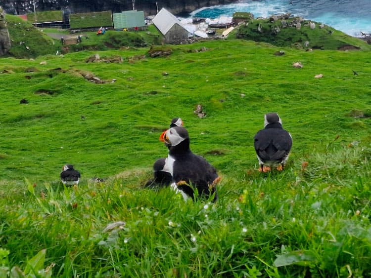 Frailecillos en la isla de Mykines
