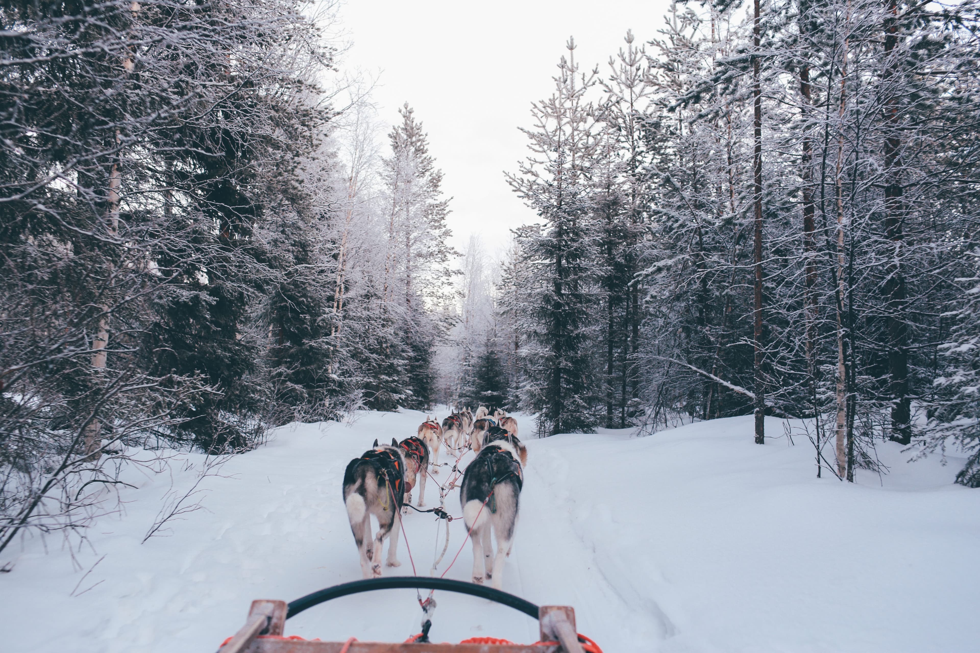 Excursión con huskies por la Laponia Sueca