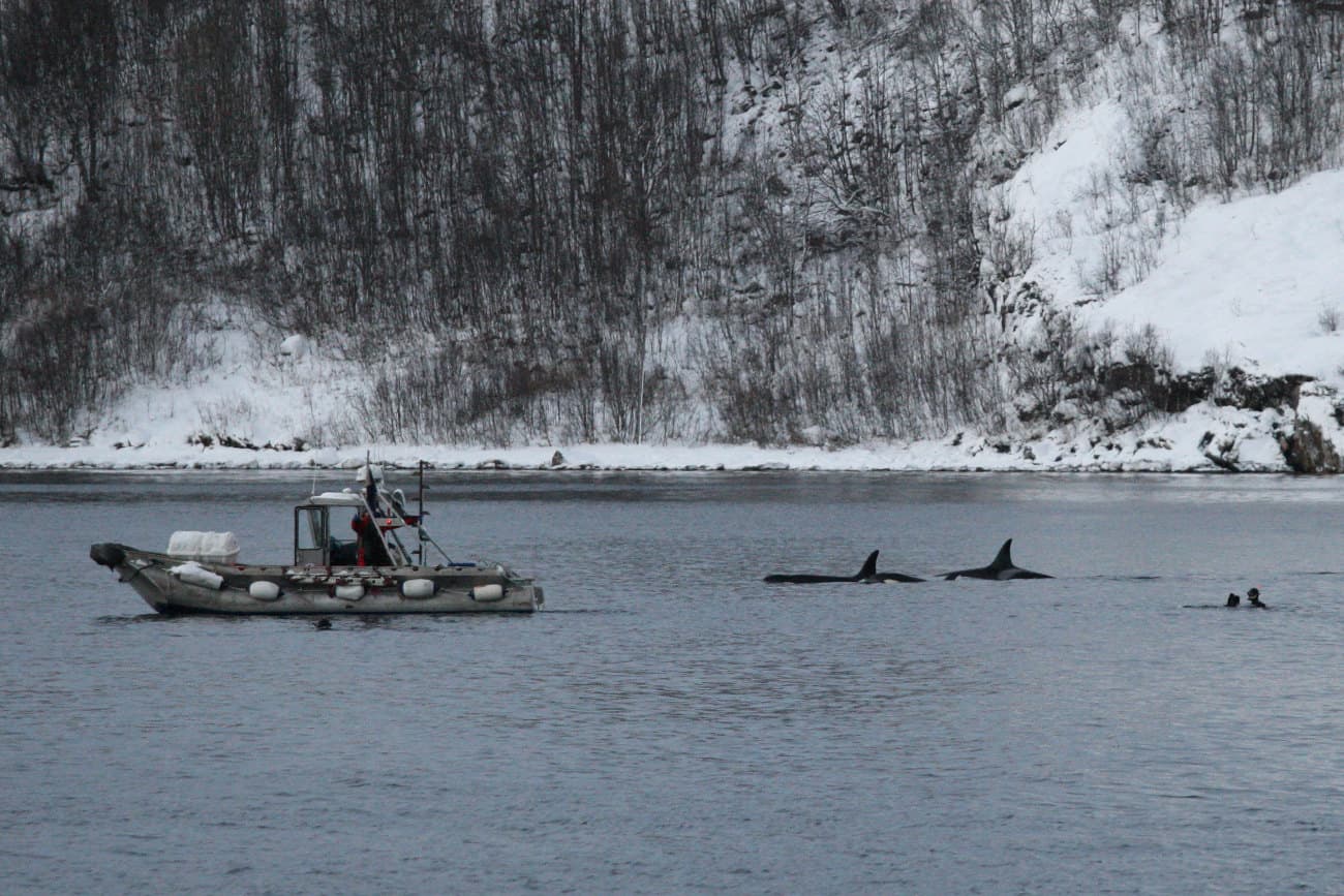 Safari de orcas en zodiac por los fiordos de Skjervøy