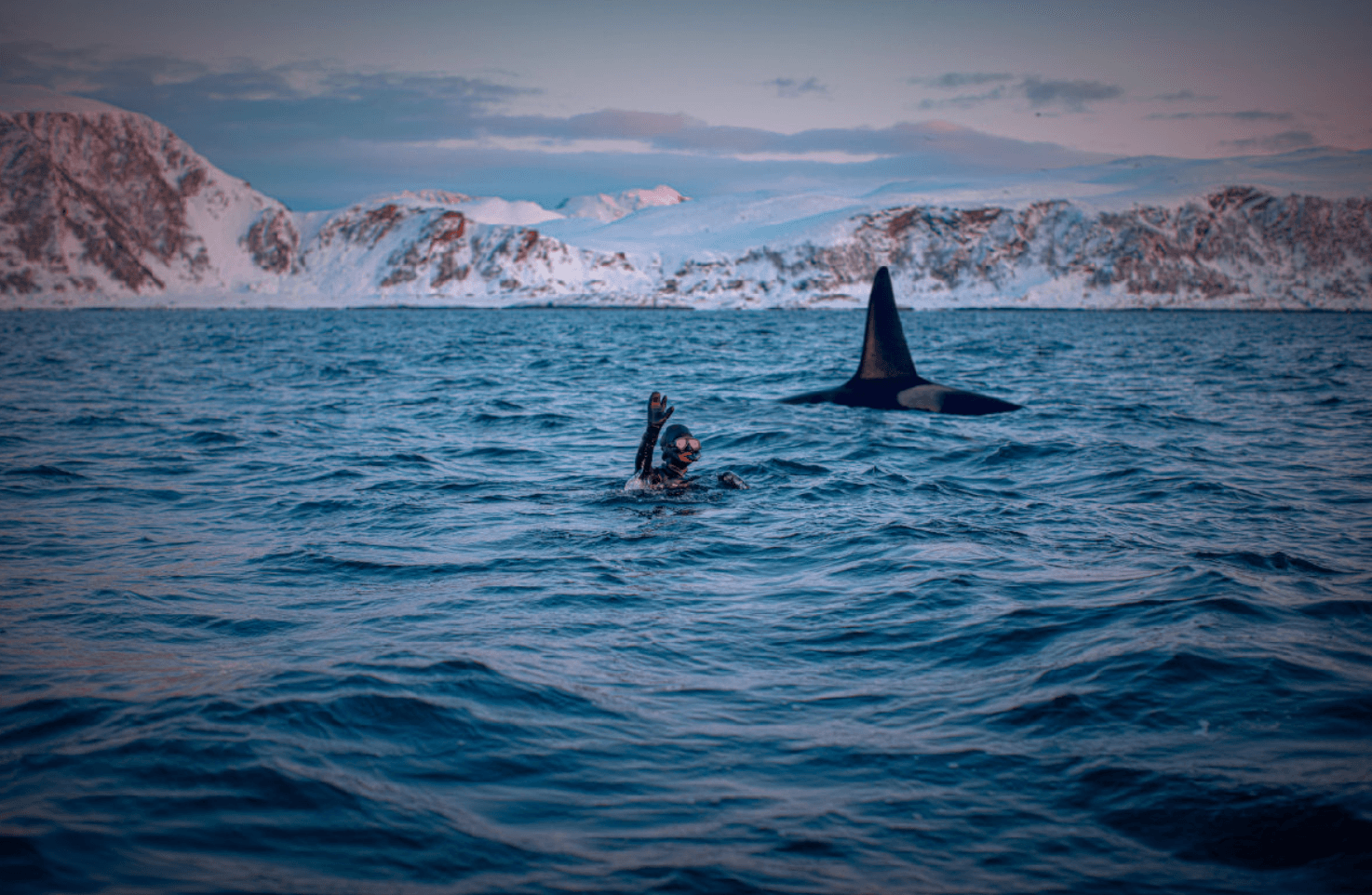Snorkel con cetáceos en Noruega