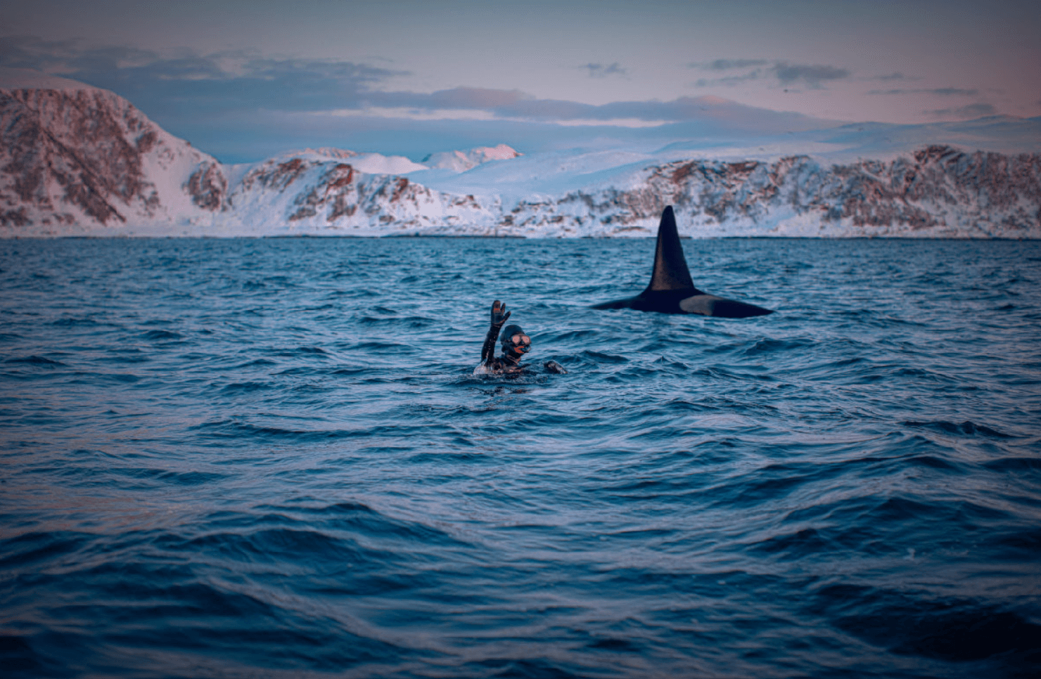 Orcas en el fiordo de Skjervøy, norte de Noruega